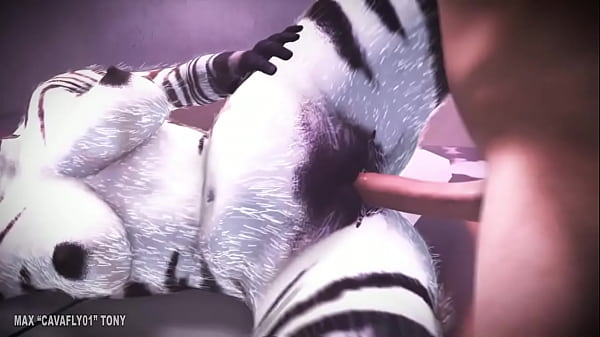 Hairy P zebra